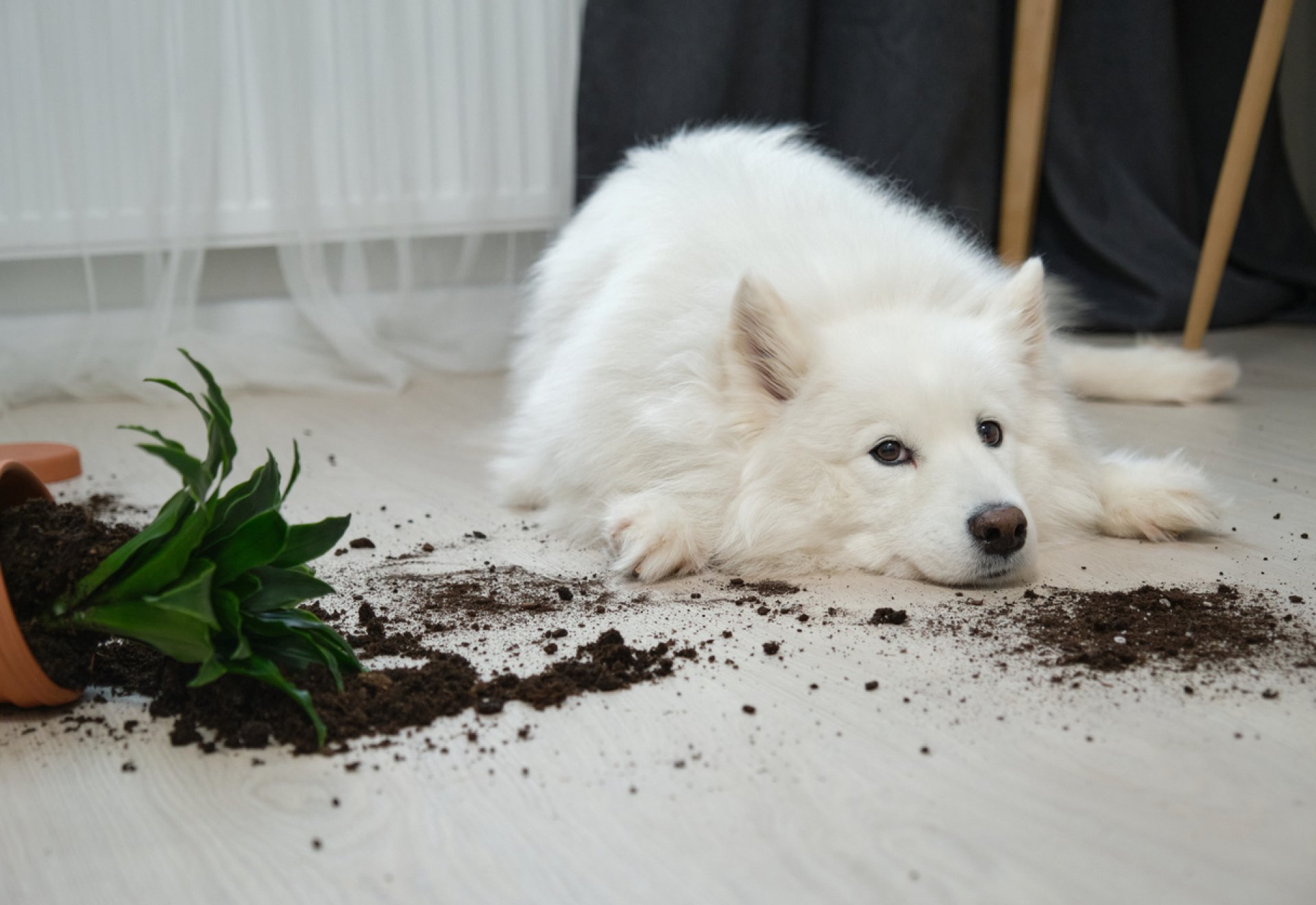 Melyik a legjobb padló kutyás otthonba?